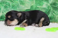 Julie , a female Morkie for sale in Trenton, MO – Photo 4 of 8