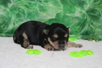 Julie , a female Morkie for sale in Trenton, MO – Photo 6 of 8