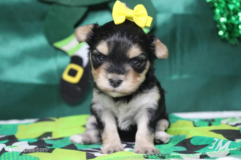 Julie  – Morkie puppy for sale in Trenton, MO