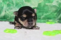 Julie , a female Morkie for sale in Trenton, MO – Photo 2 of 8