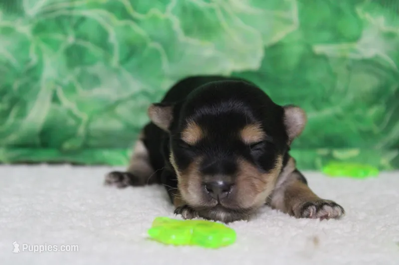 Julie , a female Morkie for sale in Trenton, MO – Photo 1 of 8