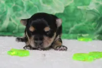 Julie , a female Morkie for sale in Trenton, MO – Photo 3 of 8