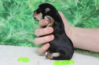 Julie , a female Morkie for sale in Trenton, MO – Photo 8 of 8