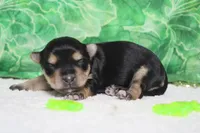 Julie , a female Morkie for sale in Trenton, MO – Photo 5 of 8