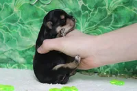 Julie , a female Morkie for sale in Trenton, MO – Photo 7 of 8