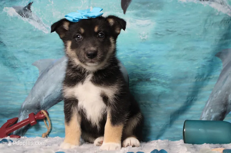 Magnolia  – Siberian Husky, Miniature Aussiedoodle puppy for sale in Trenton, MO