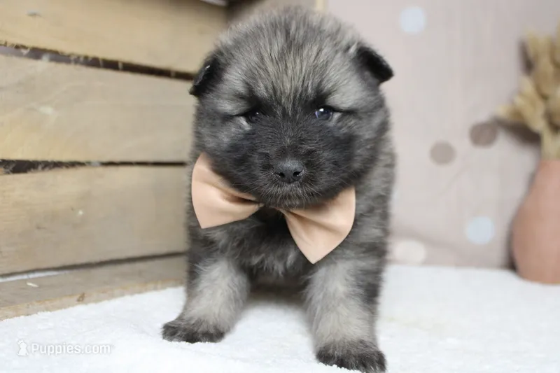 Abbott  – Keeshond puppy for sale in Trenton, MO