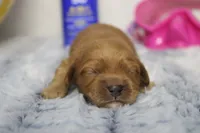 Katie, a female Cockapoo for sale in Trenton, MO – 4 of 8