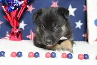 Pine , a male Siberian Husky and Miniature Aussiedoodle for sale in Trenton, MO – 2 of 7
