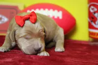 Star , a female Goldendoodle for sale in Trenton, MO – 2 of 8
