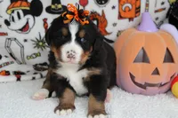 Cagney , a female Bernese Mountain Dog for sale in Trenton, MO – 4 of 8