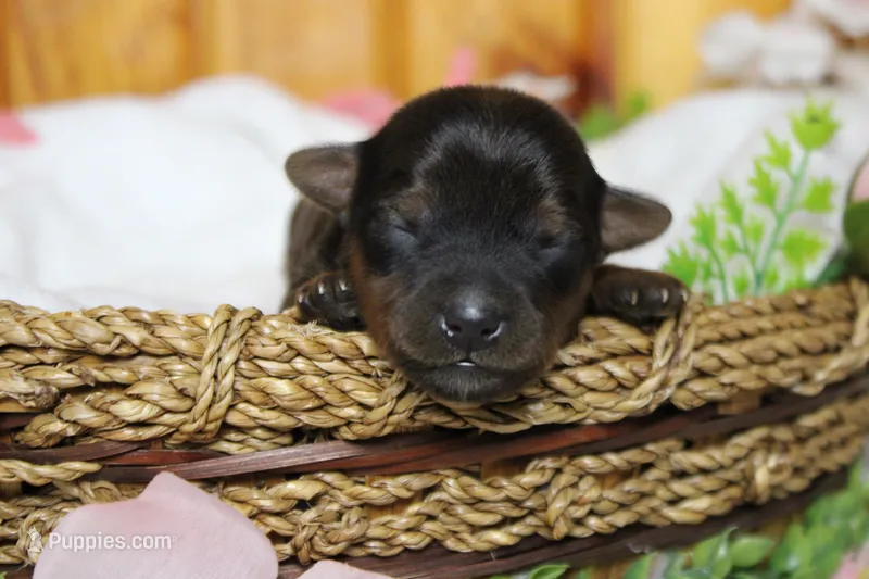 Lady  – Yorkipoo puppy for sale in Trenton, MO
