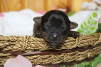 Lady , a female Yorkipoo for sale in Trenton, MO – 1 of 10