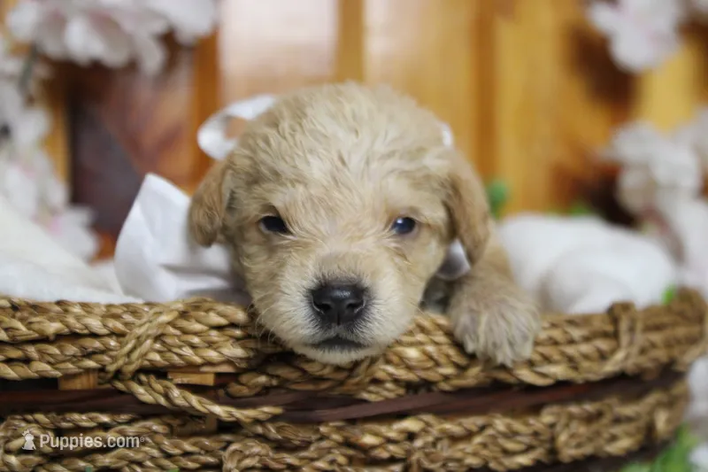Merlot  – Schnoodle puppy for sale in Trenton, MO