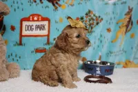 Katie, a female Cockapoo for sale in Trenton, MO – 6 of 8