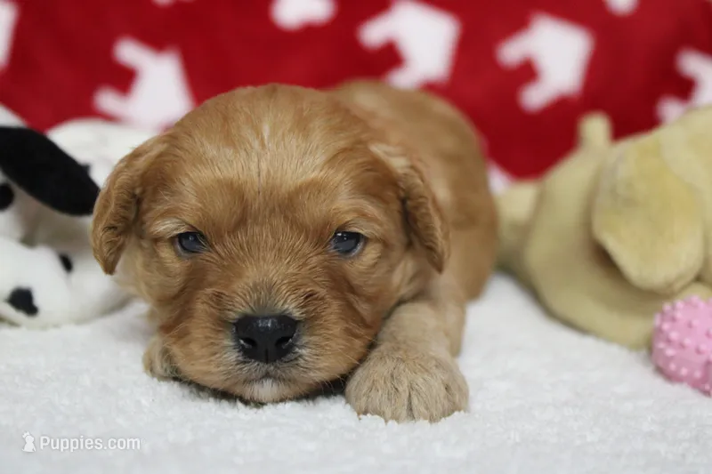 Ray – Cavapoo puppy for sale in Trenton, MO
