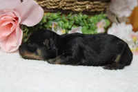 Pedro, a male Yorkipoo for sale in Trenton, MO – 9 of 10
