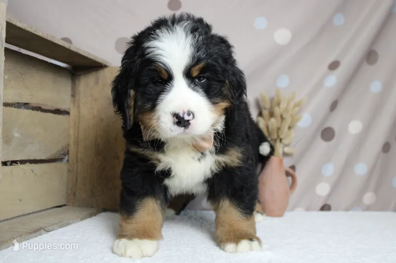 Murphy  – Bernese Mountain Dog puppy for sale in Trenton, MO