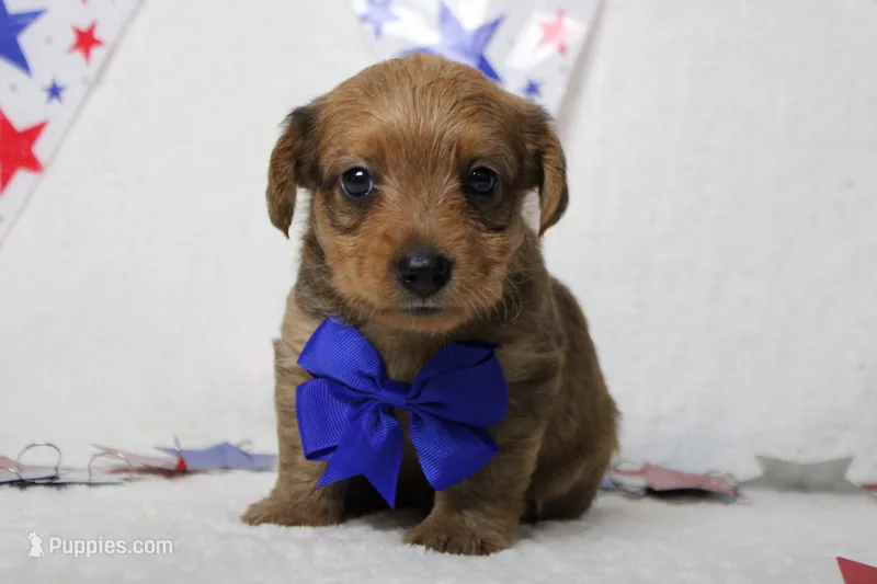 Jacque  – Yorkipoo puppy for sale in Trenton, MO