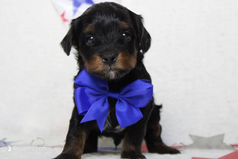 Tramp  – Yorkipoo puppy for sale in Trenton, MO