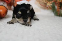 Gretel , a female Morkie for sale in Trenton, MO – 3 of 8