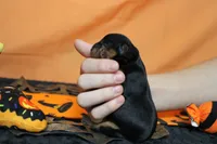 Chocolate , a female Cavalier King Charles Spaniel for sale in Trenton, MO – 8 of 8