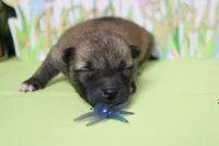 Jagger , a male Shiba Inu for sale in Trenton, MO – Photo 5 of 8