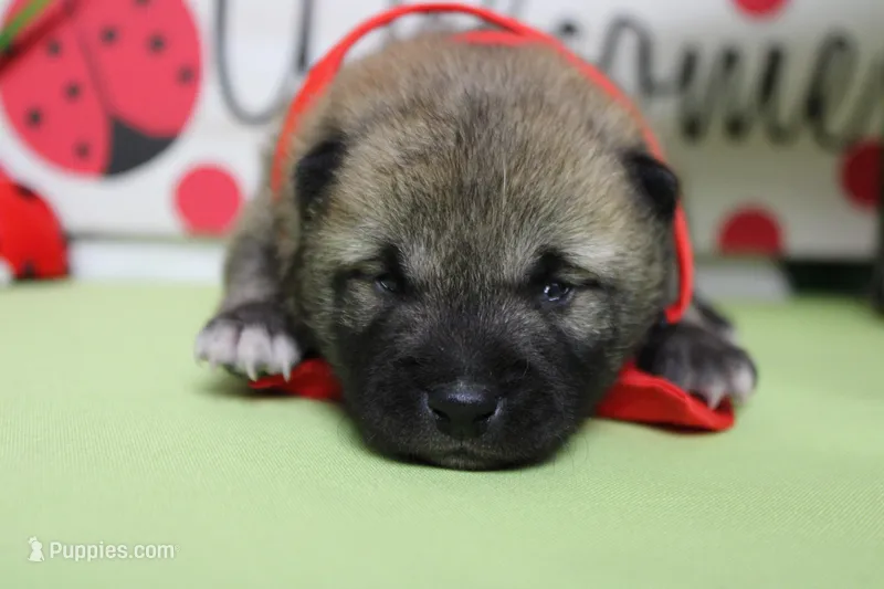 Jagger  – Shiba Inu puppy for sale in Trenton, MO
