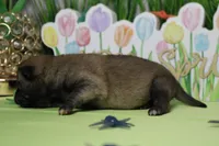 Jagger , a male Shiba Inu for sale in Trenton, MO – Photo 7 of 8