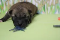 Jagger , a male Shiba Inu for sale in Trenton, MO – Photo 6 of 8