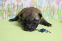 Jagger , a male Shiba Inu for sale in Trenton, MO – Photo 2 of 8