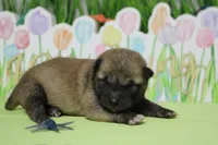 Jagger , a male Shiba Inu for sale in Trenton, MO – Photo 8 of 8