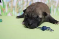 Jagger , a male Shiba Inu for sale in Trenton, MO – Photo 4 of 8