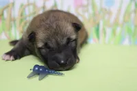 Jagger , a male Shiba Inu for sale in Trenton, MO – Photo 3 of 8