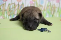 Jagger , a male Shiba Inu for sale in Trenton, MO – Photo 1 of 8