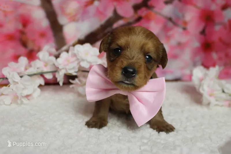 Jacque  – Yorkipoo puppy for sale in Trenton, MO