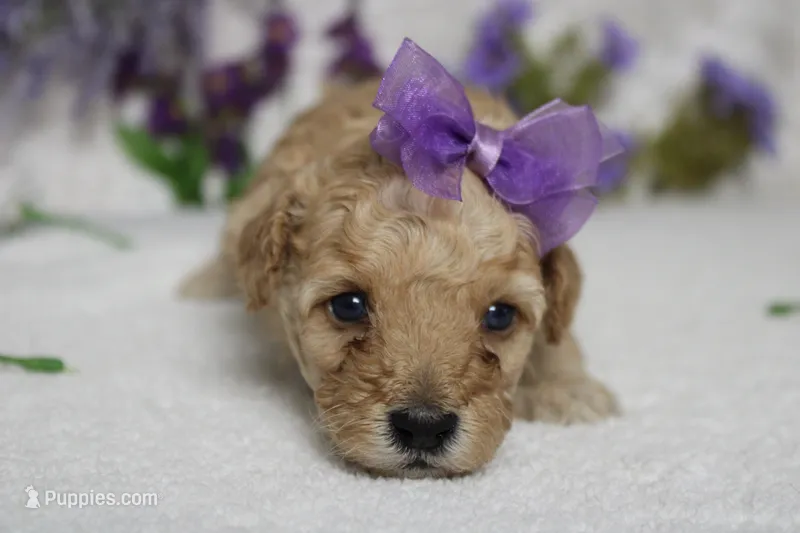 Brittany – Cavapoo puppy for sale in Trenton, MO