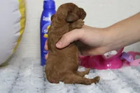 Natalie, a female Cockapoo for sale in Trenton, MO – 8 of 10