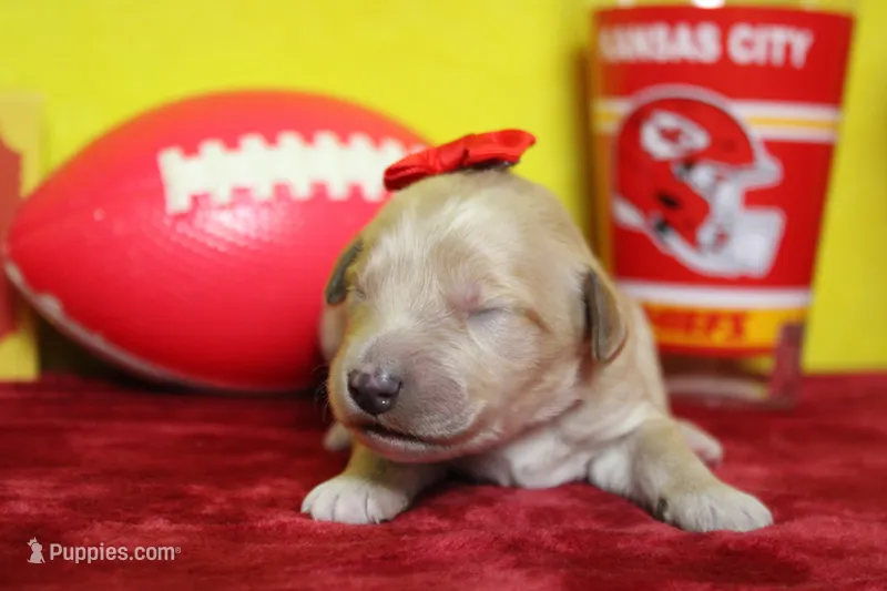 Moon  – Goldendoodle puppy for sale in Trenton, MO