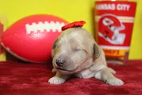 Moon , a female Goldendoodle for sale in Trenton, MO – 1 of 8