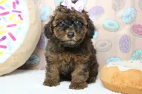 Ella , a female Cavapoo for sale in Trenton, MO – 2 of 6