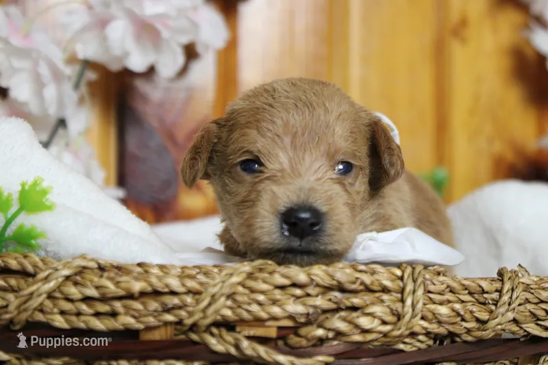 Pinot – Schnoodle puppy for sale in Trenton, MO