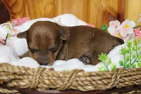 Jacque , a male Yorkipoo for sale in Trenton, MO – 5 of 10
