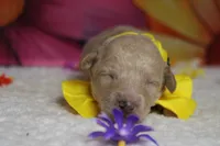 Theodore, a male Poodle - Toy  for sale in Trenton, MO – 2 of 7