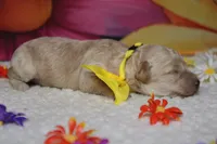 Theodore, a male Poodle - Toy  for sale in Trenton, MO – 6 of 7
