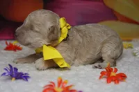 Theodore, a male Poodle - Toy  for sale in Trenton, MO – 4 of 7