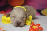 Theodore, a male Poodle - Toy  for sale in Trenton, MO – 3 of 7