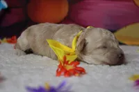 Theodore, a male Poodle - Toy  for sale in Trenton, MO – 7 of 7