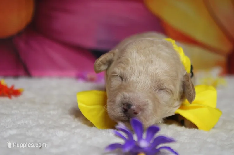 Theodore – Poodle - Toy  puppy for sale in Trenton, MO