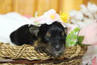 Darling , a female Yorkipoo for sale in Trenton, MO – 2 of 10